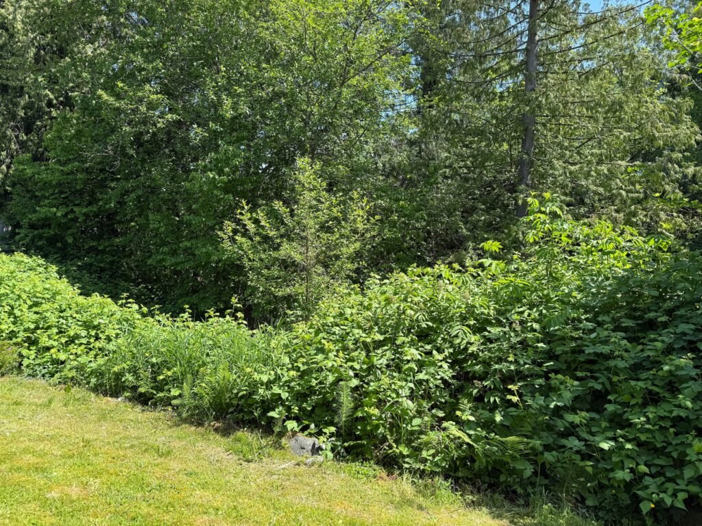 Garden 2